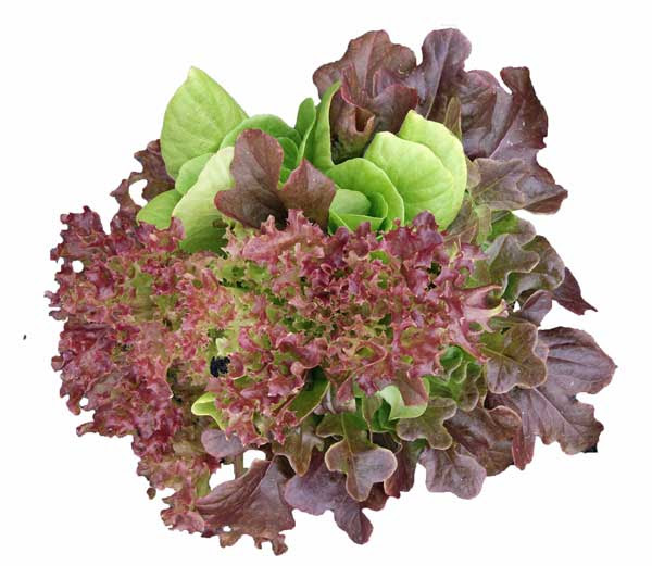 An overhead shot of a thead of lettuce. The leaves are full, vary in texture, and are a mix of bright green and deep red leaves.